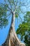 A landscape of Ta Phrom temple in Siem Reap, Cambodia.