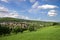 Landscape in the Taunus mountains