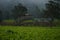 Landscape of Tea leaves in Tambi tea garden Wonosobo tea garden, Indonesia, are fresh light green