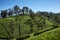 Landscape Tea Plantation of Lipton Seat Image