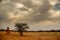 Landscape with termite