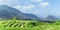 Landscape terraces rice fields Vietnam