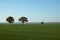 Landscape three trees on a green field