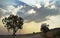 Landscape with thunderclouds and tree silhouettes