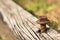 Landscape timber with metal spike