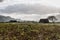 Landscape of tobacco fields and drying houses near Vinales, Cub