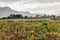 Landscape of tobacco fields and drying houses near Vinales, Cub