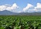 Landscape of tobacco garden