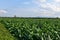 Landscape of tobacco garden