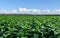 Landscape of tobacco garden