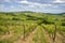 Landscape on the Tortona hills at springtime