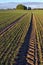 Landscape with tractor tracks through wheat field in autumn