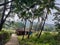 Landscape of traditional indian and Maharashtrian village with houses in background and coconut trees in foreground, konkan house,