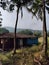 Landscape of traditional indian and Maharashtrian village with houses in background and coconut trees in foreground, konkan house,