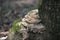 Landscape of Trametes mushroom in Wildpark in Kaiserslautern Germany