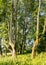 Landscape with tree alley, green grass in the foreground, summer