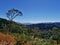 Landscape of tree grassland and forest in hill scenery