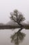 Landscape with a tree reflected in a lake