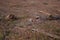 Landscape of tree stumps in harvested pine forest