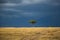 Landscape with a tree and a thunderstorm coming