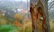 landscape of tree trunk in the forest