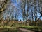 Landscape through the trees