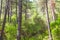 landscape of trees, forest and nature in taberrant el hociema morocco.