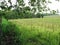 Landscape of Trees, Groundcover and Fields