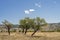 Landscape with trees in the Italian countryside