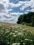 Landscape with trees, moved field and wild weeds in the front