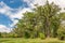 Landscape trees oaks in a clearing. Beautiful summer nature. Sofiyivka