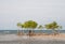 Landscape with trees and ocean