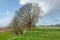 Landscape with trees at the Oudemirdumer Klif.