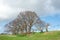 Landscape with trees at the Oudemirdumer Klif.