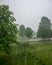 Landscape with trees during rain and storm, the wind made the picture blurry