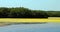 A landscape of trees River and yellow algae