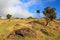 Landscape of trees and rocky field in Azores