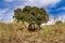 Landscape and trees in Tices Almeria