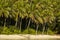 Landscape of tropical coconut palms, Togian Islands, Indonesia