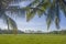 Landscape tropics Asia palm trees against the background the blue sky