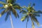 Landscape tropics Asia palm trees against the background the blue sky