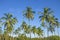 Landscape tropics Asia palm trees against the background the blue sky