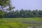 Landscape of tropics a bog with plants