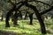 Landscape with trunks of holm oaks trees