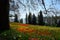 Landscape about a tulipfield in bloom, beautiful yellow and red tulips