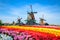 Landscape with tulips in Zaanse Schans, Netherlands, Europe