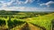 landscape tuscan vineyards expansive