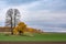 The landscape of two Autumn Trees - one is bare while another in yellow leaves