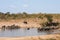 Landscape of two large herds of African elephants coming to a waterhole to drink and bathe