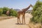 Landscape with two reticulated giraffes, giraffa camelopardalis reticulata, eating shrubs on dirt road in northern Kenya